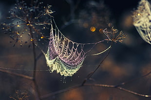 selective focus photography of spiderweb attached on tree branch